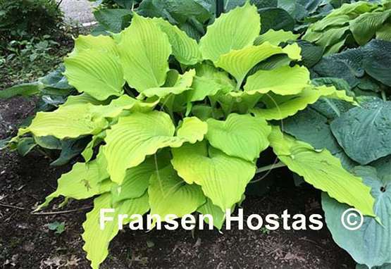 Hosta Trophy Wife